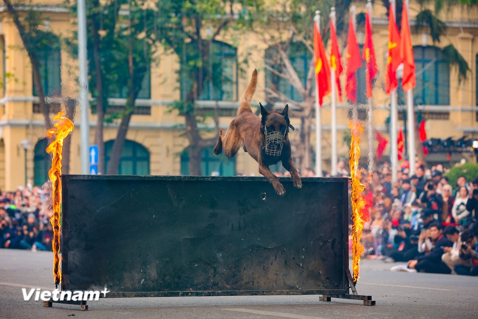 Cùng với rèn luyện thể chất, tính kỷ luật, chó nghiệp vụ còn được huấn luyện làm quen với các ngoại cảnh nguy hiểm. (Ảnh: Hoài Nam/Vietnam+)