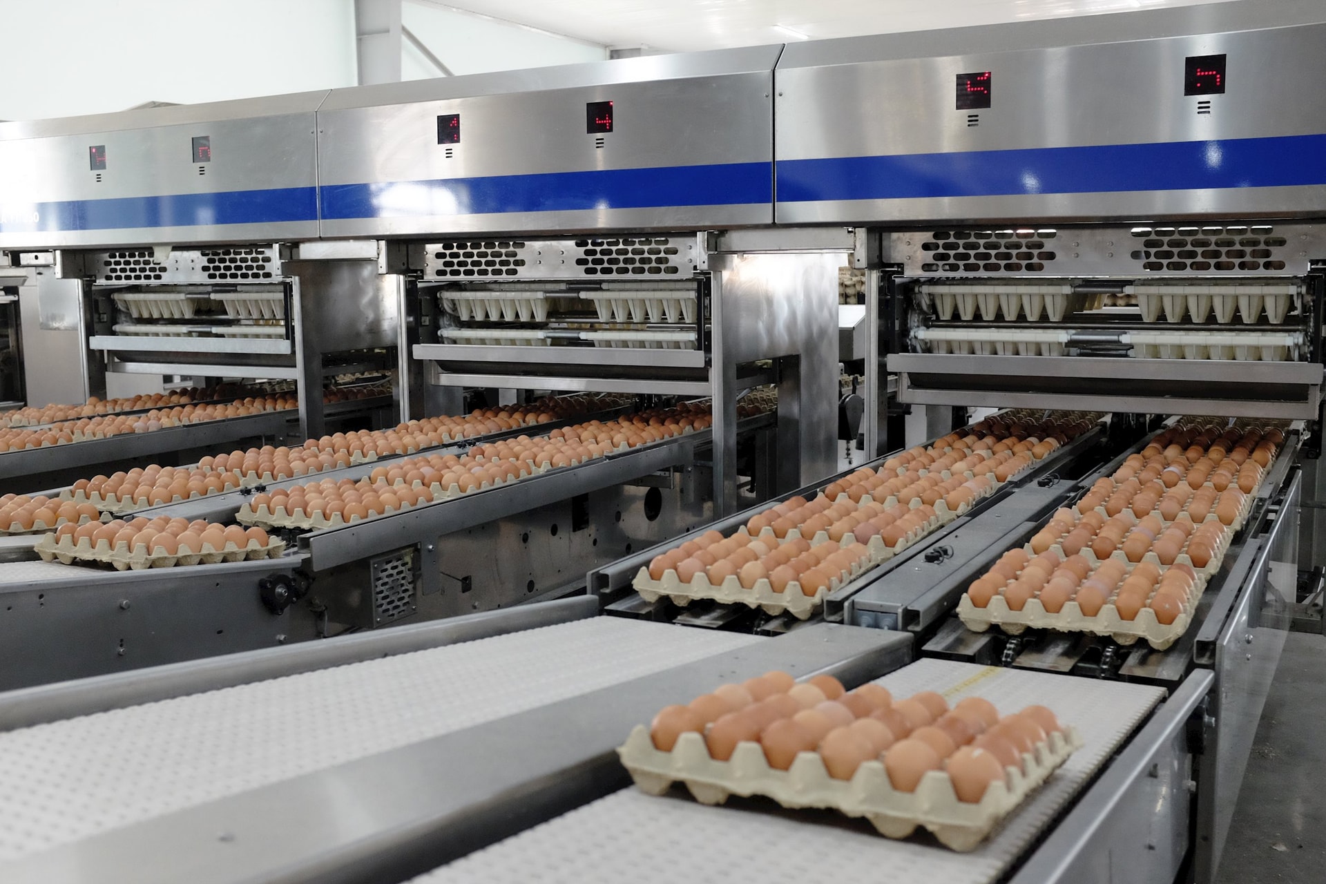 Dây chuyền đóng gói tự động trứng gà Hòa Phát