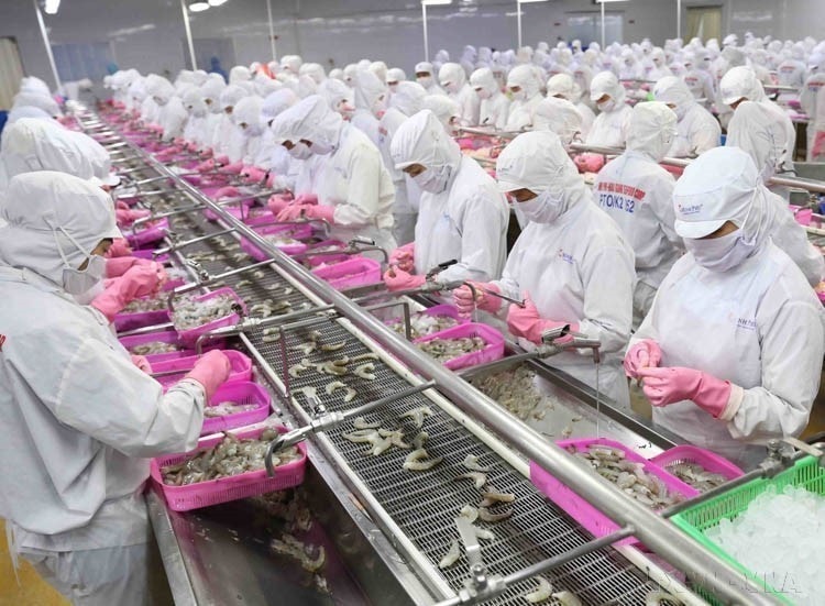 Việt Nam xuất khẩu hàng thủy sản sang Nga. Trong ảnh: Dây chuyền chế biến sản phẩm tôm xuất khẩu tại nhà máy của Tập đoàn Thủy sản Minh Phú tỉnh Cà Mau. (Ảnh: Vũ Sinh/TTXVN)