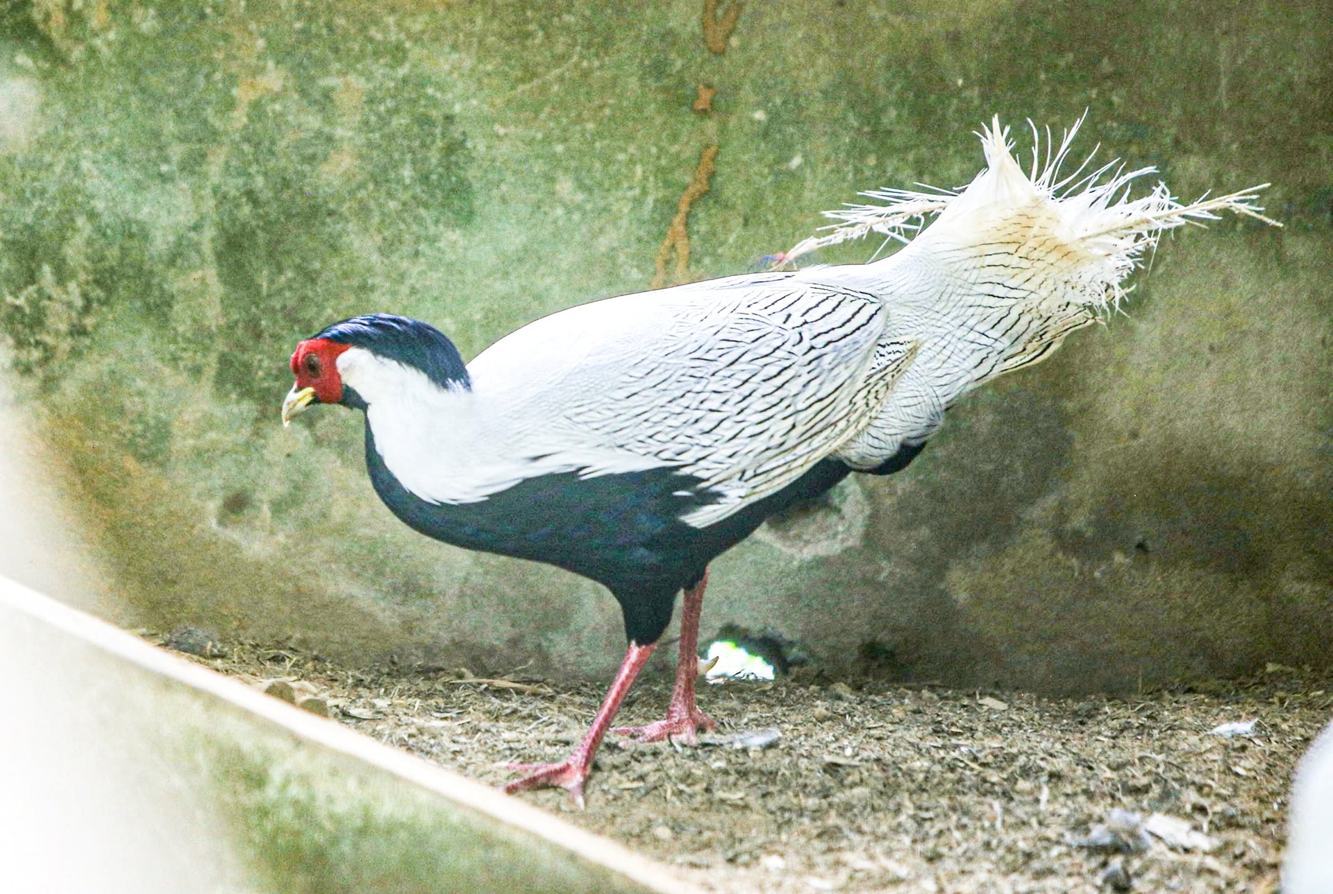 sachdo25.jpg