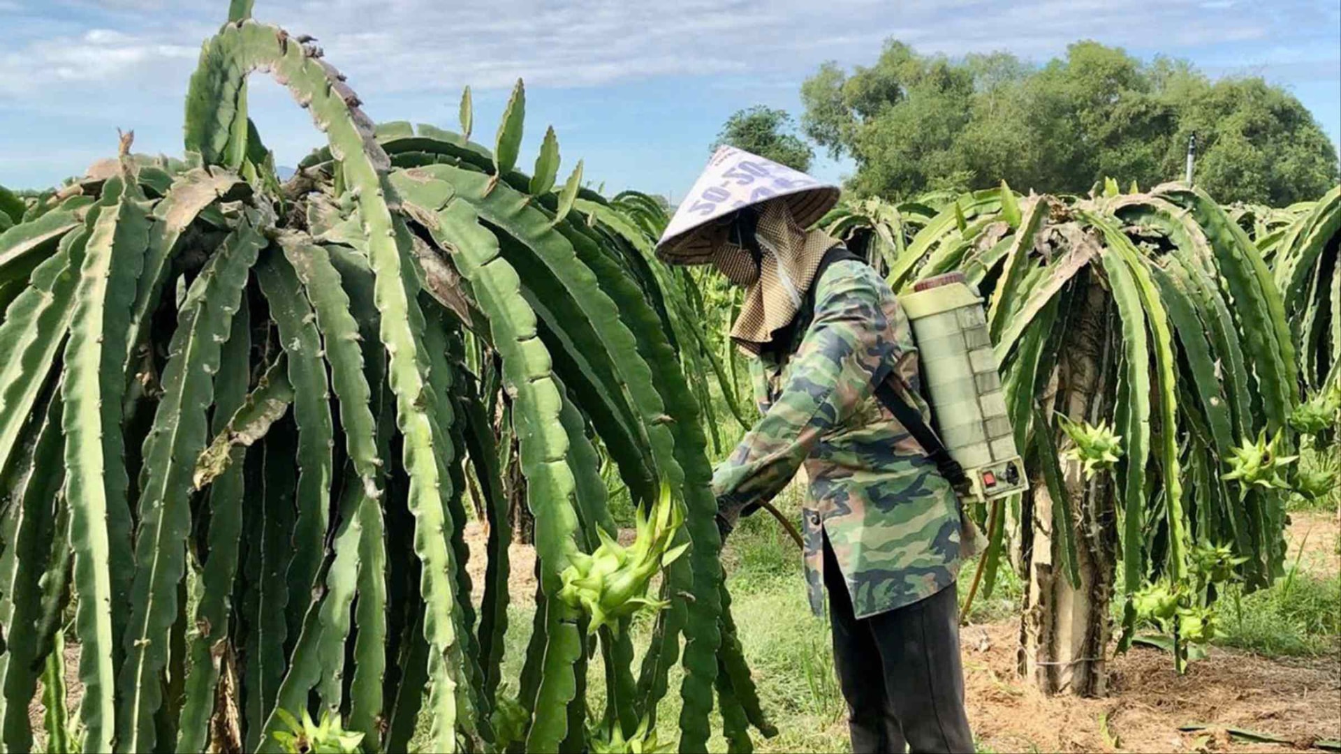 ảnh trên