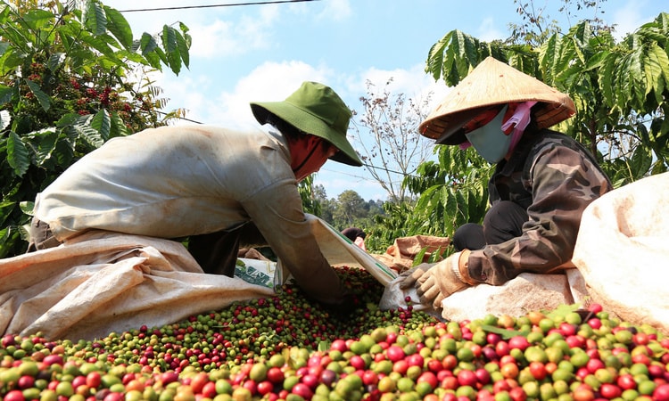 ảnh dưới
