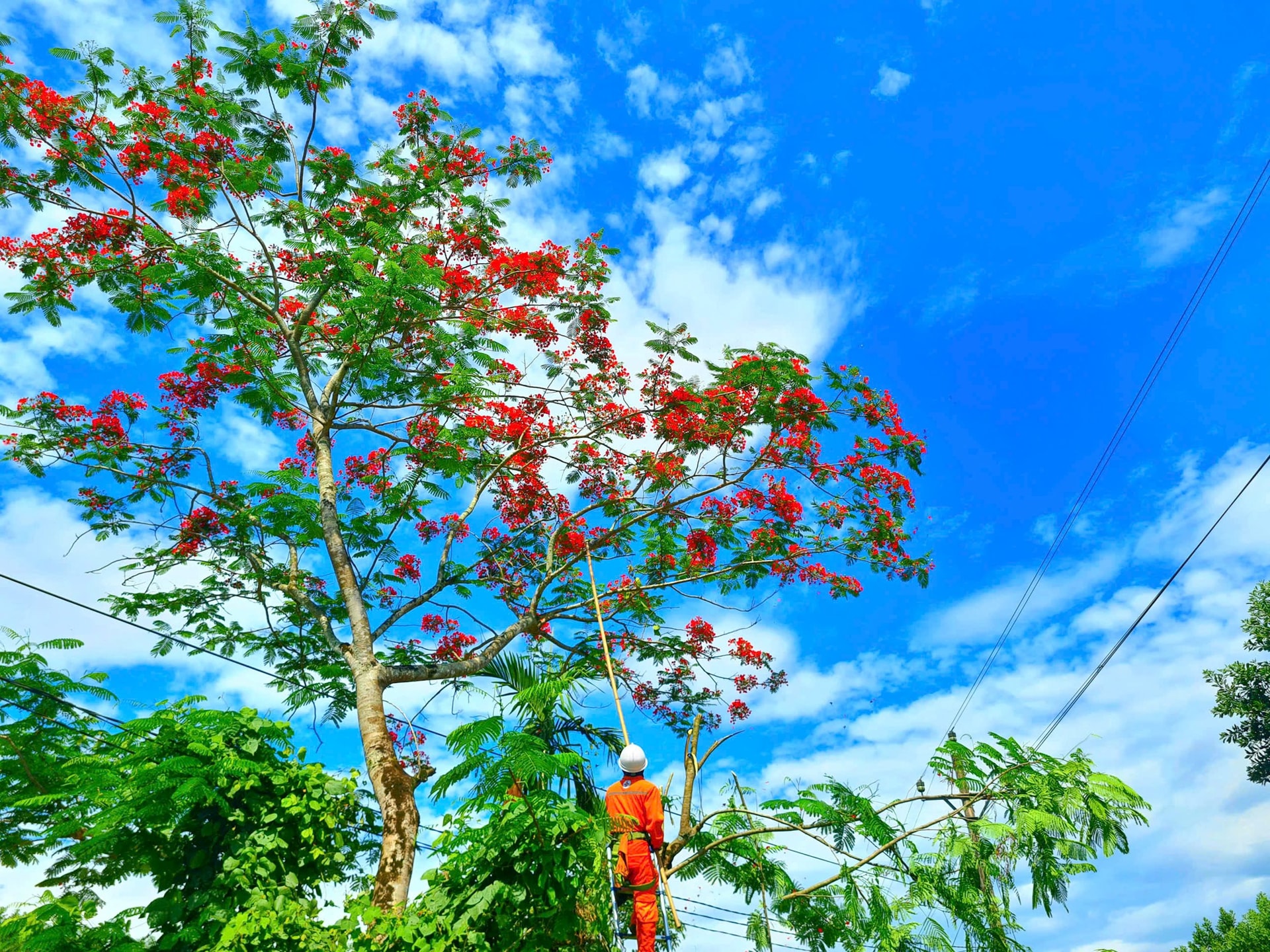 ĐIỆN LỰC9