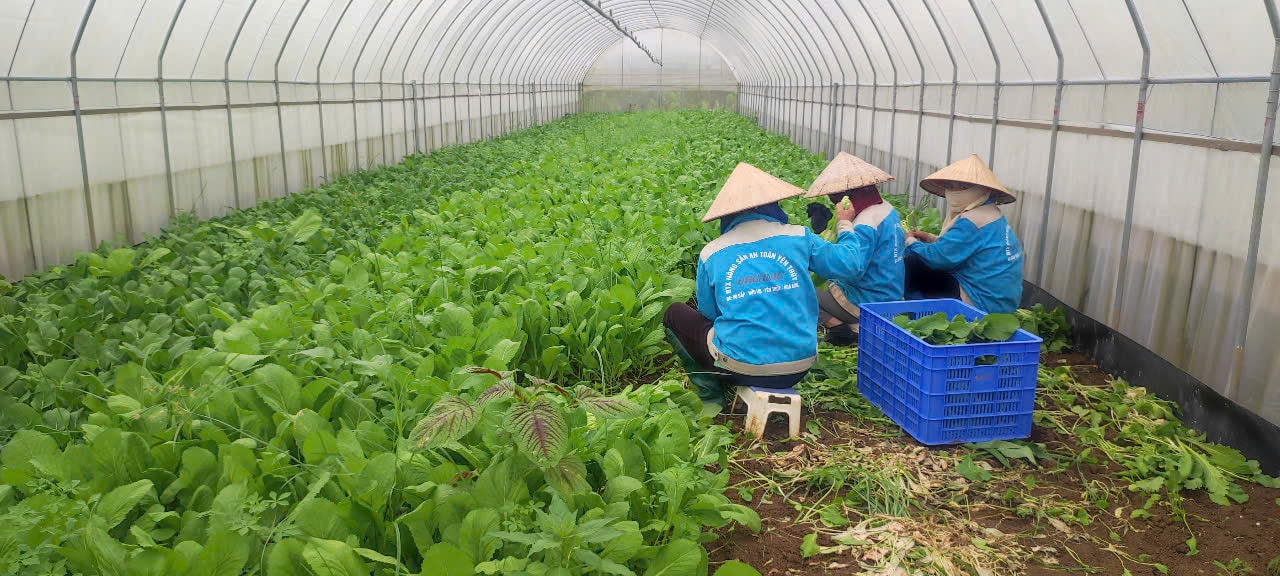 rau sạch 11-7