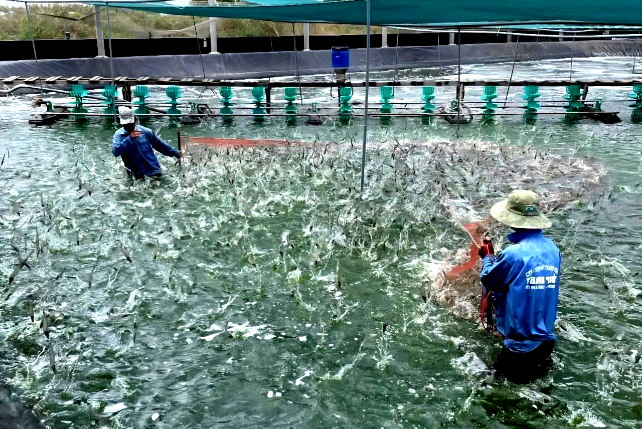 Ảnh 2. Cà Mau tập trung chuyển đổi mô hình sản xuất, áp dụng công nghệ cao vào nuôi tôm.