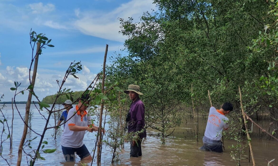ảnh dưới