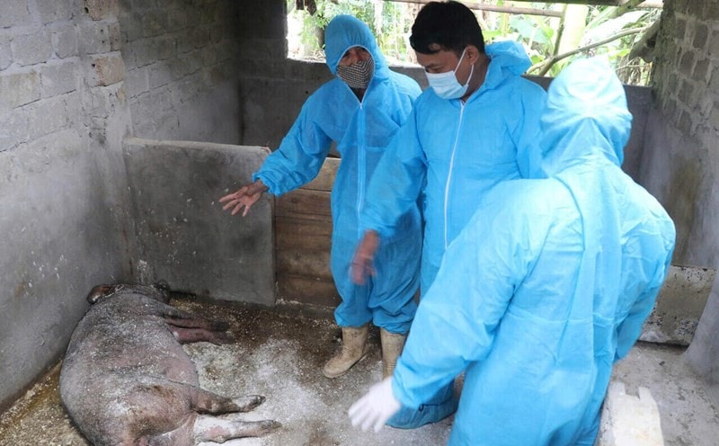 ảnh dịch tả