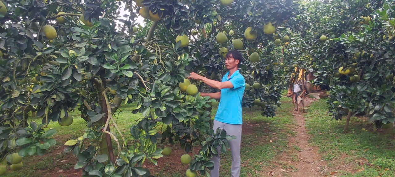 bưởi ngon 5-8