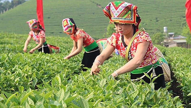 keo-dai-ho-tro-phat-trien-kinh-te-xa-hoi-vung-dan-toc-thieu-so-den-nam-20251-16940729817561758268370.jpg