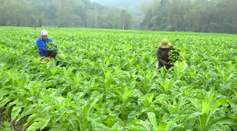 cao-bang-phat-trien-nong-nghiep-de-phat-trien-kinh-te-nang-cao-doi-song-cho-dong-bao-dan-toc-thieu-so.jpg