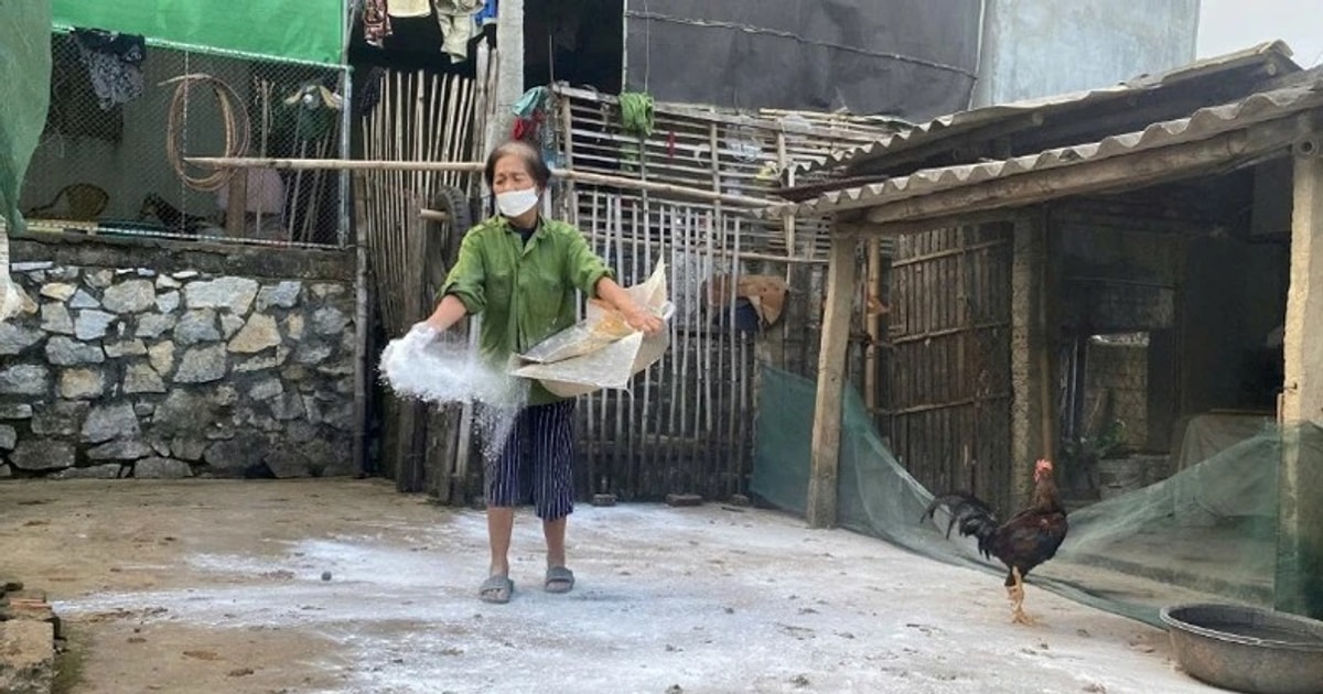Dịch tả lợn châu Phi tái phát