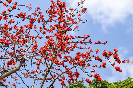 Mê mẩn mùa hoa gạo nở rộ trên vùng đất Cố đô