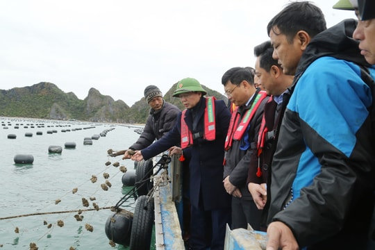 Phó Thủ tướng Trần Hồng Hà thăm, động viên người nuôi trồng thủy sản huyện Vân Đồn