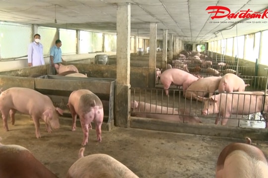 Thái Nguyên: Chăn nuôi an toàn sinh học, giải pháp phát triển bền vững