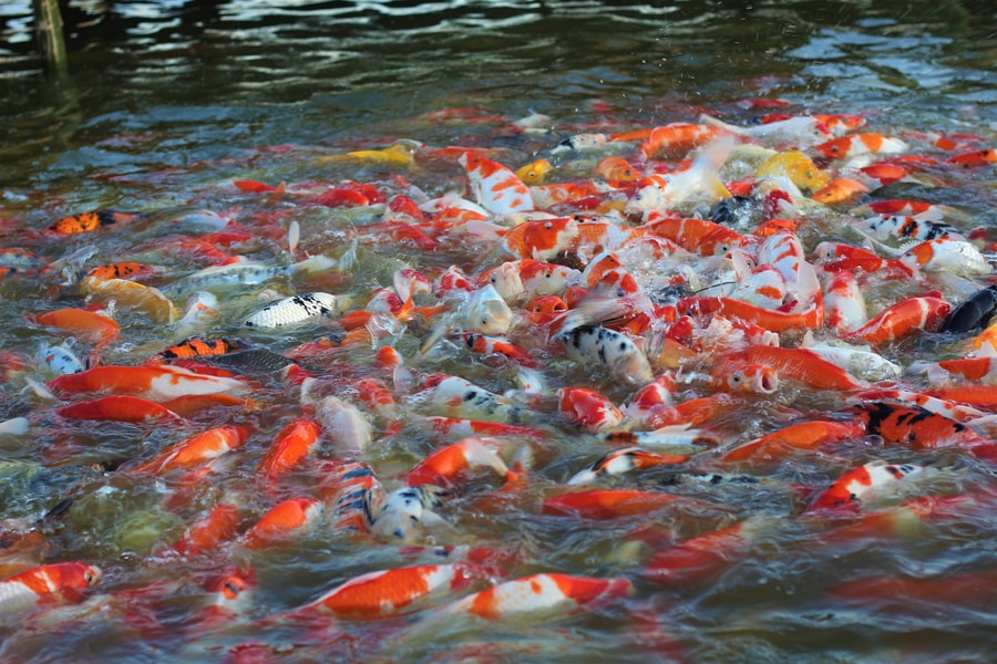 Cá Koi Sông Đà Có Gì Khác Biệt So Với Cá Koi Nhật Bản? Cá Koi Sông Đà được nuôi dưỡng trong điều kiện nước sạch tự nhiên.